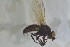  ( - NHMO-ENT-443579)  @11 [ ] CreativeCommons - Attribution Non-Commercial Share-Alike (2019) Unspecified University of Oslo, Natural History Museum