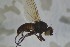  ( - NHMO-ENT-443580)  @11 [ ] CreativeCommons - Attribution Non-Commercial Share-Alike (2019) Unspecified University of Oslo, Natural History Museum