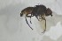  ( - NHMO-ENT-443581)  @11 [ ] CreativeCommons - Attribution Non-Commercial Share-Alike (2019) Unspecified University of Oslo, Natural History Museum