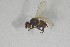  (Agromyza rondensis - NHMO-ENT-443296)  @11 [ ] CreativeCommons - Attribution Non-Commercial Share-Alike (2019) Unspecified University of Oslo, Natural History Museum