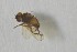  (Agromyza viciae - NHMO-ENT-443301)  @11 [ ] CreativeCommons - Attribution Non-Commercial Share-Alike (2019) Unspecified University of Oslo, Natural History Museum