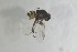  ( - NHMO-ENT-443576)  @11 [ ] CreativeCommons - Attribution Non-Commercial Share-Alike (2019) Unspecified University of Oslo, Natural History Museum