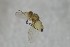  ( - NHMO-ENT-443589)  @11 [ ] CreativeCommons - Attribution Non-Commercial Share-Alike (2019) Unspecified University of Oslo, Natural History Museum