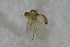  ( - NHMO-ENT-443590)  @11 [ ] CreativeCommons - Attribution Non-Commercial Share-Alike (2019) Unspecified University of Oslo, Natural History Museum
