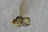  ( - NHMO-ENT-443591)  @11 [ ] CreativeCommons - Attribution Non-Commercial Share-Alike (2019) Unspecified University of Oslo, Natural History Museum