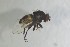  ( - NHMO-ENT-443592)  @11 [ ] CreativeCommons - Attribution Non-Commercial Share-Alike (2019) Unspecified University of Oslo, Natural History Museum