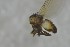  ( - NHMO-ENT-443595)  @11 [ ] CreativeCommons - Attribution Non-Commercial Share-Alike (2019) Unspecified University of Oslo, Natural History Museum