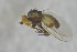  ( - NHMO-ENT-443598)  @11 [ ] CreativeCommons - Attribution Non-Commercial Share-Alike (2019) Unspecified University of Oslo, Natural History Museum