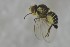  ( - NHMO-ENT-443593)  @11 [ ] CreativeCommons - Attribution Non-Commercial Share-Alike (2019) Unspecified University of Oslo, Natural History Museum