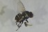  ( - NHMO-ENT-443575)  @11 [ ] CreativeCommons - Attribution Non-Commercial Share-Alike (2019) Unspecified University of Oslo, Natural History Museum