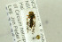  ( - NHMO-287912)  @11 [ ] CreativeCommons - Attribution Non-Commercial Share-Alike (2017) Unspecified University of Oslo, Natural History Museum