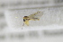  ( - NHMO-DAR-12318)  @12 [ ] CreativeCommons - Attribution Non-Commercial Share-Alike (2017) Unspecified University of Oslo, Natural History Museum
