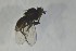  ( - NHMO-ENT-443578)  @11 [ ] CreativeCommons - Attribution Non-Commercial Share-Alike (2019) Unspecified University of Oslo, Natural History Museum