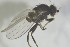  ( - NHMO-ENT-443566)  @11 [ ] CreativeCommons - Attribution Non-Commercial Share-Alike (2019) Unspecified University of Oslo, Natural History Museum