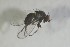  ( - NHMO-ENT-443569)  @11 [ ] CreativeCommons - Attribution Non-Commercial Share-Alike (2019) Unspecified University of Oslo, Natural History Museum