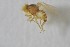  (Liriomyza gudmanni - NHMO-ENT-443309)  @11 [ ] CreativeCommons - Attribution Non-Commercial Share-Alike (2019) Unspecified University of Oslo, Natural History Museum