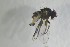  (Cerodontha lapplandica - NHMO-ENT-443574)  @11 [ ] CreativeCommons - Attribution Non-Commercial Share-Alike (2019) Unspecified University of Oslo, Natural History Museum