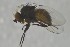  (Phytomyza ranunculicola - NHMO-ENT-443600)  @11 [ ] CreativeCommons - Attribution Non-Commercial Share-Alike (2019) Unspecified University of Oslo, Natural History Museum