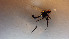  ( - NHMO-DAR-12197)  @11 [ ] CreativeCommons - Attribution Non-Commercial Share-Alike (2017) Unspecified University of Oslo, Natural History Museum