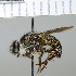  ( - NHMO10069671)  @11 [ ] No Rights Reserved (2013) Unspecified Univeristy of Oslo, Natural History Museum