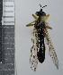  ( - NHMO10069682)  @13 [ ] No Rights Reserved (2013) Unspecified Univeristy of Oslo, Natural History Museum