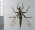  ( - NHMO10070145)  @12 [ ] No Rights Reserved (2013) Unspecified Univeristy of Oslo, Natural History Museum