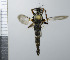 ( - NHMO10070148)  @13 [ ] No Rights Reserved (2013) Unspecified Univeristy of Oslo, Natural History Museum