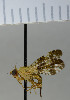 ( - NHMO10070155)  @11 [ ] No Rights Reserved (2013) Unspecified Univeristy of Oslo, Natural History Museum