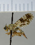  ( - NHMO10070163)  @11 [ ] No Rights Reserved (2013) Unspecified Univeristy of Oslo, Natural History Museum