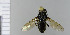 (Cheilosia vernalis - NHMO10070273)  @13 [ ] No Rights Reserved (2013) Unspecified University of Oslo, Natural History Museum