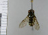  (Cheilosia semifasciata - NHMO10070282)  @13 [ ] No Rights Reserved (2013) Unspecified University of Oslo, Natural History Museum