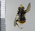  ( - NHMO10070319)  @11 [ ] No Rights Reserved (2013) Unspecified University of Oslo, Natural History Museum