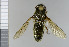  (Cheilosia flavipes - NHMO10070347)  @14 [ ] No Rights Reserved (2013) Unspecified University of Oslo, Natural History Museum