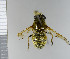  ( - NHMO10070354)  @14 [ ] No Rights Reserved (2013) Unspecified University of Oslo, Natural History Museum