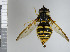  (Chrysotoxum fasciolatum - NHMO10070357)  @15 [ ] No Rights Reserved (2013) Unspecified University of Oslo, Natural History Museum