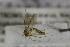 ( - NHMO-DAR-12258)  @11 [ ] CreativeCommons - Attribution Non-Commercial Share-Alike (2017) Unspecified University of Oslo, Natural History Museum