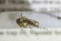  ( - NHMO-DAR-12273)  @12 [ ] CreativeCommons - Attribution Non-Commercial Share-Alike (2017) Unspecified University of Oslo, Natural History Museum