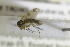  ( - NHMO-DAR-12277)  @12 [ ] CreativeCommons - Attribution Non-Commercial Share-Alike (2017) Unspecified University of Oslo, Natural History Museum