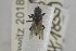  ( - NHMO-ENT-443544)  @11 [ ] CreativeCommons - Attribution Non-Commercial Share-Alike (2019) Unspecified University of Oslo, Natural History Museum