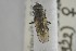  ( - NHMO-ENT-443547)  @11 [ ] CreativeCommons - Attribution Non-Commercial Share-Alike (2019) Unspecified University of Oslo, Natural History Museum