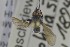  ( - NHMO-ENT-275387)  @11 [ ] CreativeCommons - Attribution Non-Commercial Share-Alike (2019) Unspecified University of Oslo, Natural History Museum