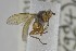  ( - NHMO-ENT-245629)  @11 [ ] CreativeCommons - Attribution Non-Commercial Share-Alike (2019) Unspecified University of Oslo, Natural History Museum