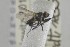  ( - NHMO-ENT-443545)  @11 [ ] CreativeCommons - Attribution Non-Commercial Share-Alike (2019) Unspecified University of Oslo, Natural History Museum