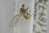  ( - NHMO-ENT-244160)  @11 [ ] CreativeCommons - Attribution Non-Commercial Share-Alike (2019) Unspecified University of Oslo, Natural History Museum