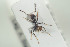  (Azteca flavigaster - HYMNI1233)  @12 [ ] CreativeCommons - Attribution Non-Commercial Share-Alike (2016) Arnstein Staverlokk Norwegian Institute of Nature Research