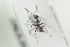  ( - HYMNI1234)  @12 [ ] CreativeCommons - Attribution Non-Commercial Share-Alike (2016) Arnstein Staverlokk Norwegian Institute of Nature Research