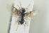  ( - HYMNI1235)  @12 [ ] CreativeCommons - Attribution Non-Commercial Share-Alike (2016) Arnstein Staverlokk Norwegian Institute of Nature Research