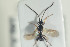  ( - HYMNI1329)  @12 [ ] CreativeCommons - Attribution Non-Commercial Share-Alike (2016) Arnstein Staverlokk Norwegian Institute of Nature Research