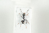  (Tapinoma magnum - HYMNI2036)  @13 [ ] CreativeCommons - Attribution Non-Commercial Share-Alike (2017) Arnstein Staverlokk Norwegian Institute of Nature Research