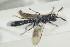 ( - HYMNI1298)  @12 [ ] CreativeCommons - Attribution Non-Commercial Share-Alike (2016) Arnstein Staverlokk Norwegian Institute of Nature Research